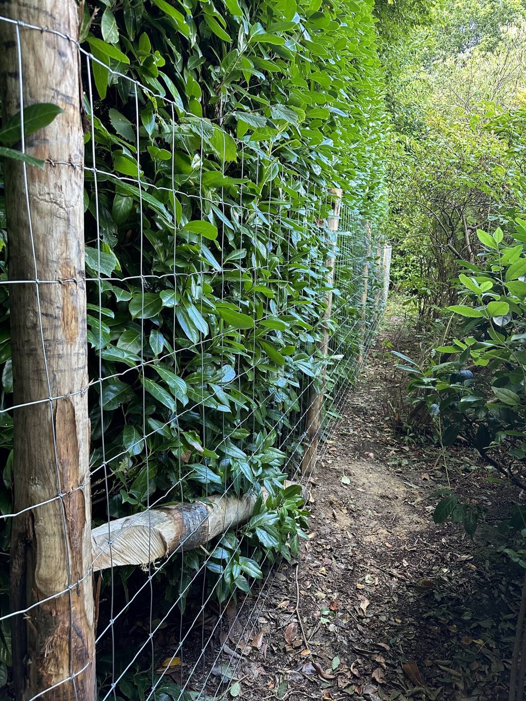 Stock fencing with timber posts